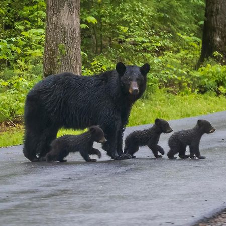 Blue Mist Villa Gatlinburg Dış mekan fotoğraf